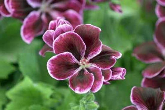 Essential Oils Profiles