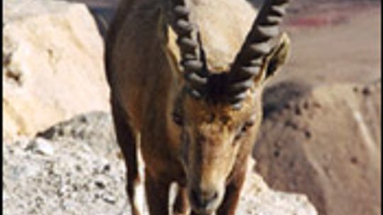 Ibex