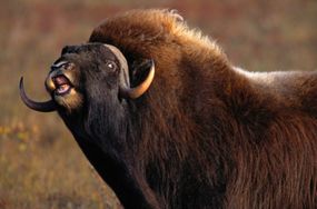The wool of a muskox is several times warmer than a sheep's wool.