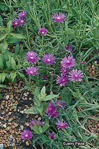 The hardy ice plant isused to harsh conditions.