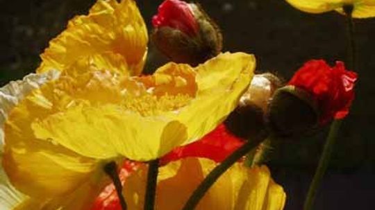 Iceland Poppy