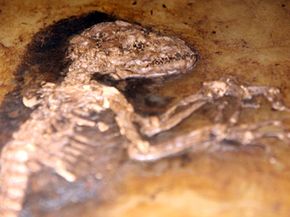 This Darwinius masillae fossil, aka Ida, is a 47-million-year-old primate skeleton.