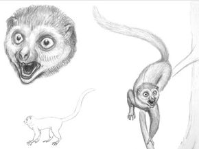 Sketches by Bogdan Bocianowski show what Darwinius masillae may have looked like in life.