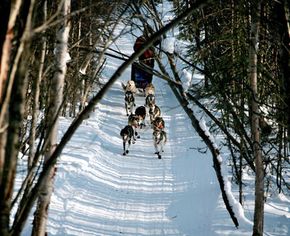 iditarod musher and her team