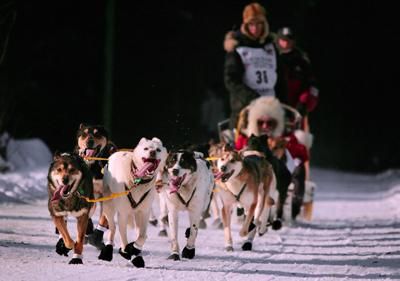 photo of sled dogs running at full speed, with tongues wagging out of their mouths