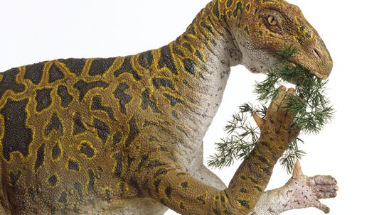 Were iguanodon's thumbs murder weapons?