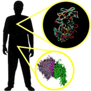 How Your Immune System Works