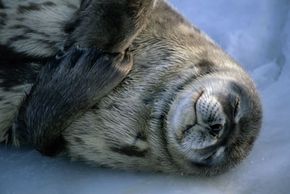 所有哺乳动物都需要睡眠才能生存，包括威德尔海豹。＂border=