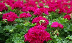With a variety of colors, geraniums can fit in any household.
