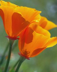 California poppys will fare much better in a warmer climate.