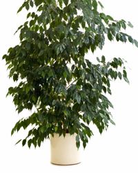 Ficus