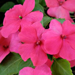 A close-up of the flower, pink Impatiens
