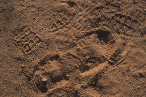 Footprints are examined by customs agents tracking drug smugglers along the Mexican border. How can impression evidence help forensic scientists identify suspects? See more forensics pictures.