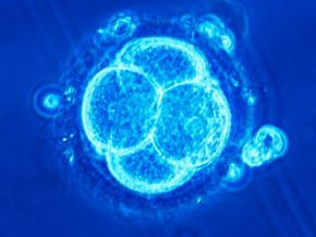 A four-cell human embryo. See more pregnancy pictures.