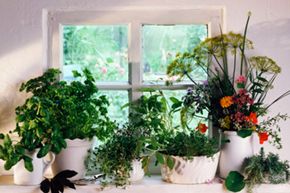 Your choice of herbs and a sunny window can get you started. See more pictures of culinary herbs.