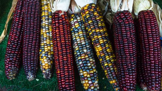 Everything You Ever Wanted to Know About Indian Corn