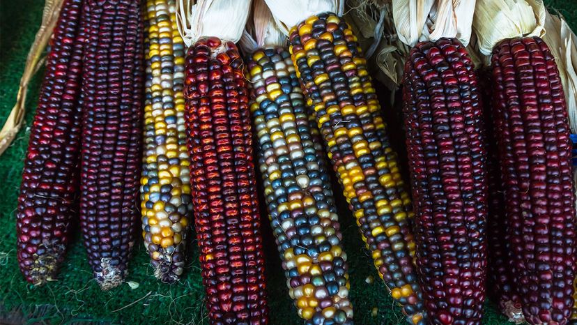 Indian corn