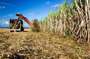Sugarcane may make a better alternative source material for resins than corn.