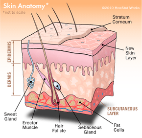 sweat glands illustration