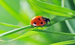 ladybug