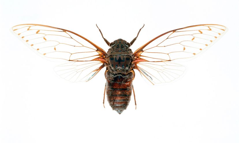 Amazing Animals: Insect Quiz