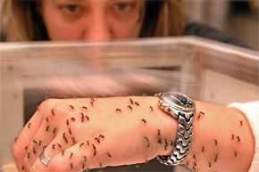 Person with insects on arm