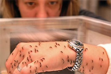 Person's arm being eaten by insects