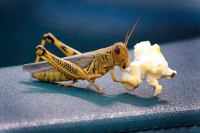 This grasshopper gets a full meal out of a kernel of popcorn.