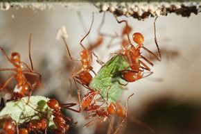 Here's a close-up of some leafcutter ants. Like all insects, they have jointed appendages.