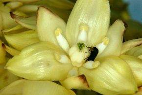 This California yucca moth lays an egg into the yucca flower's ovary prior to pollinating it. The relationship between moth and plant, which is dependent on the insect for pollination, is a classic example of symbiosis.