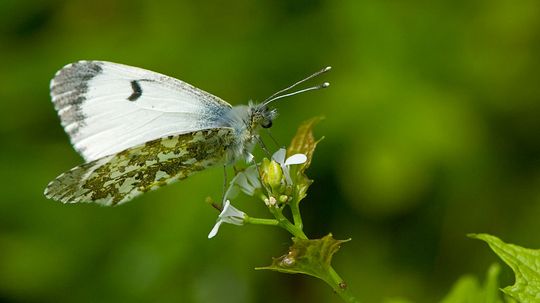 10 Traits That Make Insects Survivors