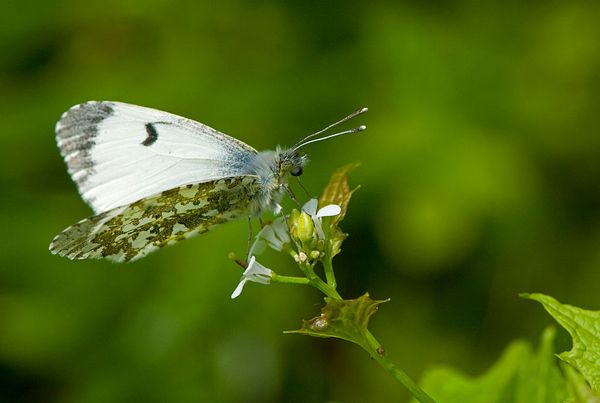 orange tip butterfly