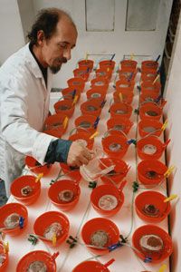 A paleontologist adds a diluted solution of acetic acid to bowls containing fossilized eggs. It takes a year for the acid to remove the shell.