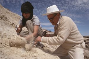 scientists undearthing dinosaur egg