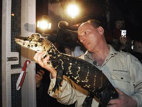 Offshore banking isn't the only sketchy thing to happen in the Cayman Islands. Rene Heedegaard receives a Cayman crocodile that was recovered from thieves.