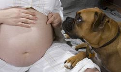 Keep your pet on a normal routine after the new baby arrives.