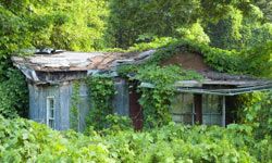 Kudzu smothers homes and cars and is a general nuisance. See more green science pictures.