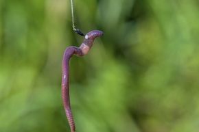 A worm is caught on a fishing hook. 