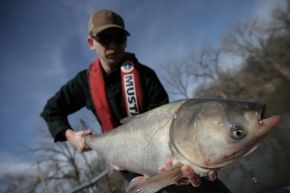 2011年3月11日，伊利诺斯州哈瓦那，Steve Tyscko抱着一条鲤鱼。亚洲鲤鱼已经从美国南部的池塘扩散到密西西比河、密苏里河和伊利诺斯河，再到五大湖。＂border=
