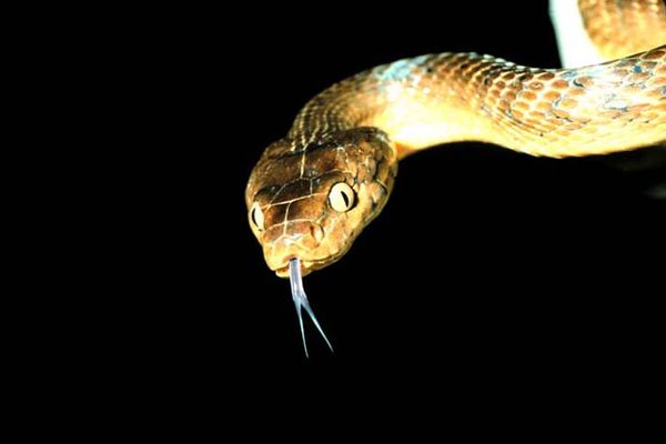 Reptilian snake, a dangerous animal wildlife.