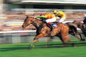 Investing in a racehorse can be a risky gamble.