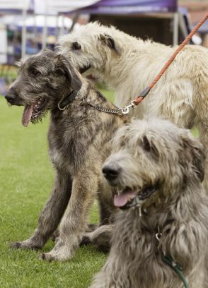 Pack of Irish Wolfhounds