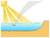 Phytoplankton absorb CO2 and sunlight to produce energy in photosynthesis.