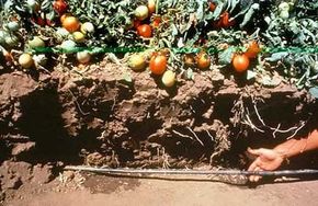 Soil cut away to expose a drip irrigation line in a tomato field.