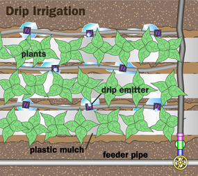 Drip irrigation provides water near the base of the plant, leaving the upper foliage dry and less susceptible to fungi.