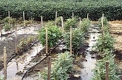 Flood-tolerant soybeans from southeastern China