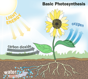 The plant absorbs carbon dioxide from the atmosphere, draws water up through its roots and uses light to photosynthesize sugars, which it uses as food. It excretes oxygen as a by-product of the process. Without water, photosynthesis cannot take place. Agronomist Larry Heatherly examines early maturing variety of soybean plants growing in a flood-irrigated field in Mississippi.
