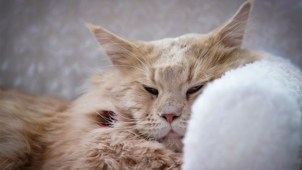 How to Tell if Your Cat Is Sick