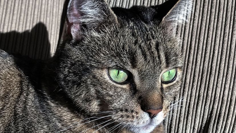 Cat eye syndrome' makes eyes look feline