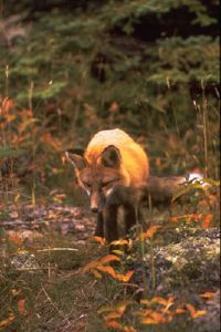 国家公园图片画廊警惕的红狐大多在夜间活动，徒步旅行者很少看到红狐。这些动物曾经因皮毛而被猎杀，现在它们被保护在公园范围内。查看更多国家公园的图片。＂width=